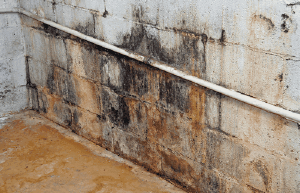 Dry Ice Blasting – Black Mould Removal